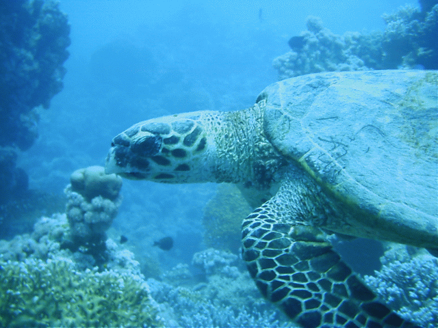 schildpad